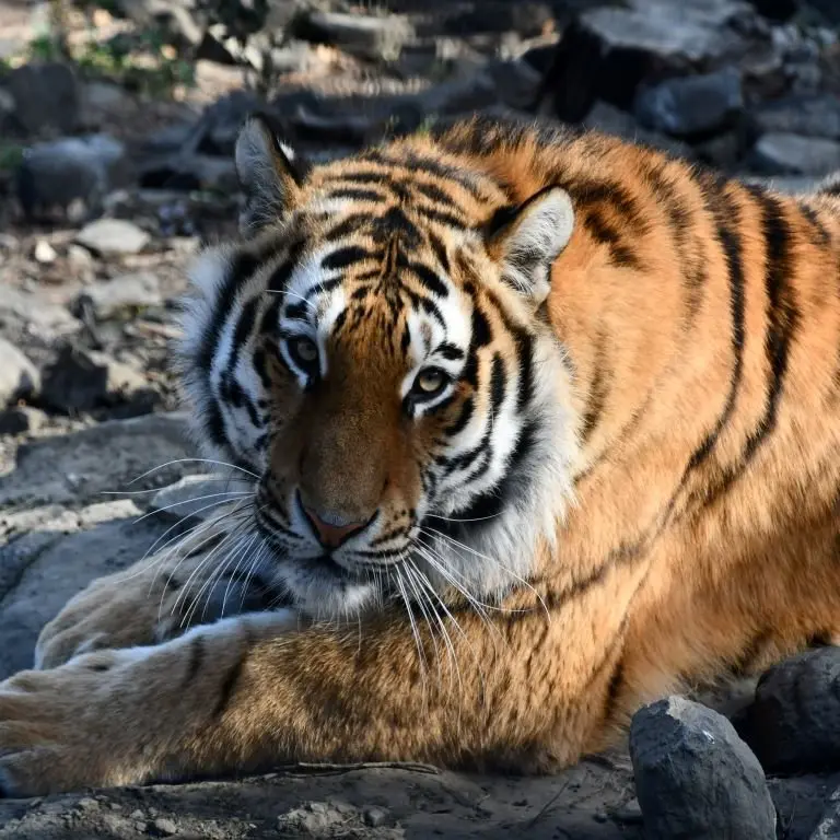 CASES DE PENE ECOZONIA 2