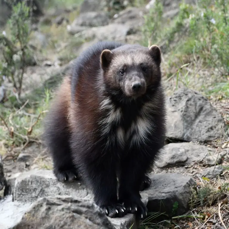 CASES DE PENE ECOZONIA 4
