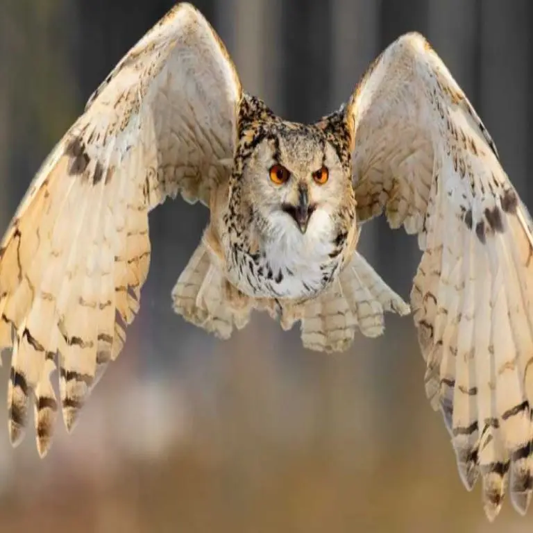 CASES DE PENE ECOZONIA1