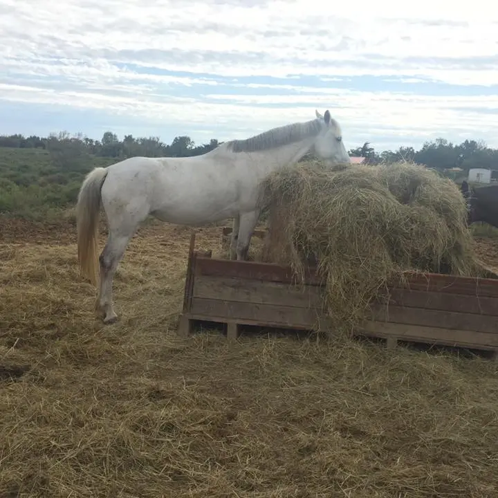 Centre Eéquestre La colonie 4