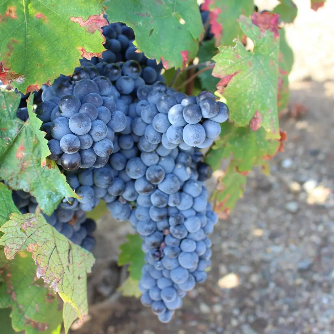 DOMAINE SANT JORDI 3