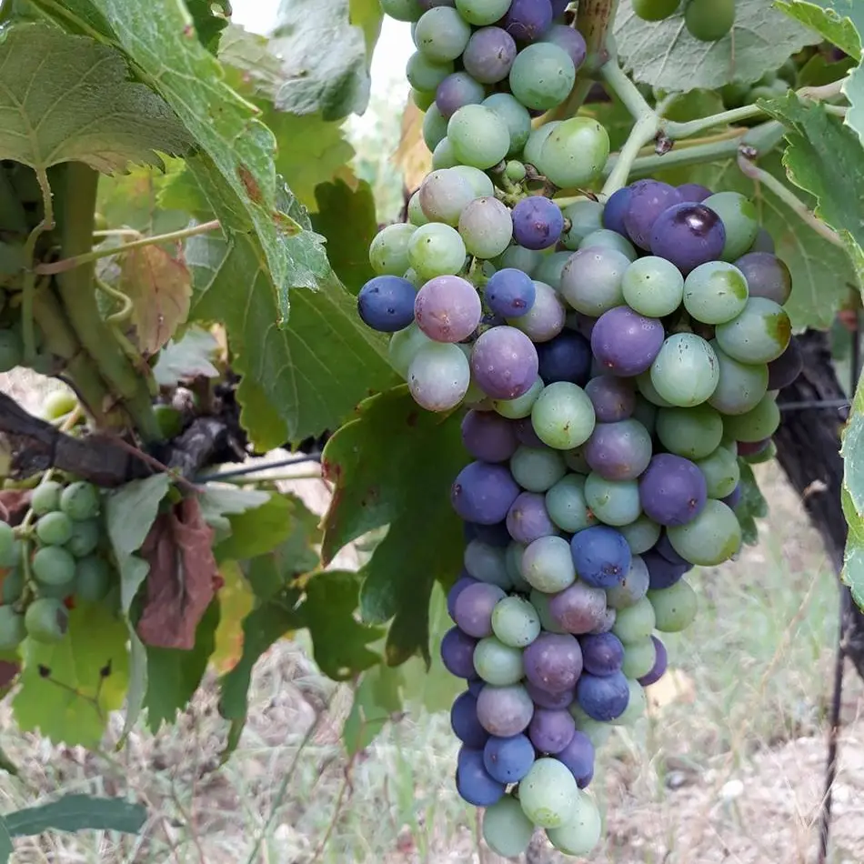 Domaine des Hélianthemes 2