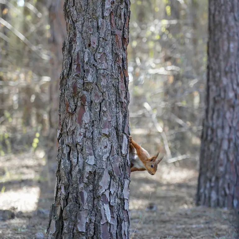 PORT BARCARES PINEDE