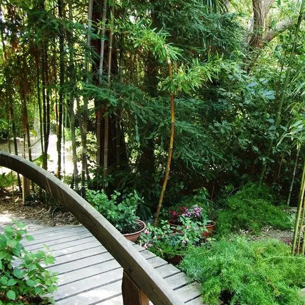 Jardin exotique de Ponteilla bambousaie pont