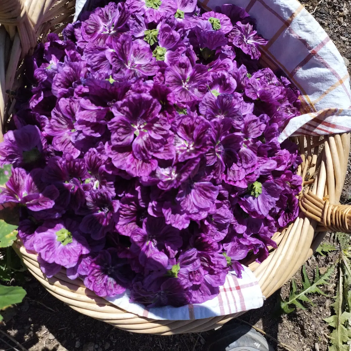 La Solana à Mantet (2)