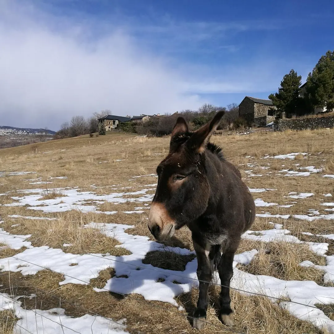 La piste forestière