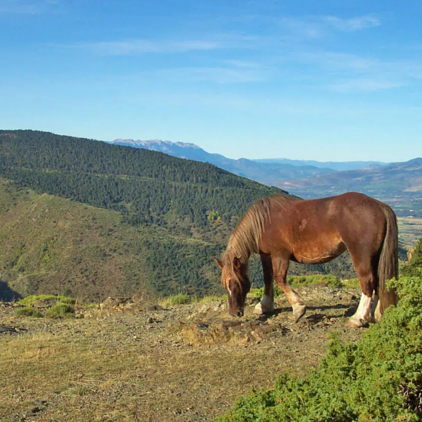 La piste forestière