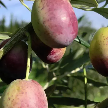 Mas-d-en-fabre-huile-des-orgues-branche-olive-ille-sur-tet-web