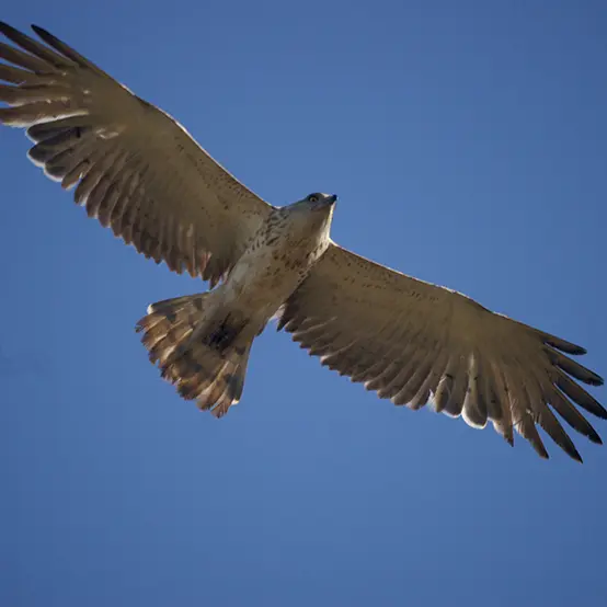 N°4 VINGRAU Aigle Jacques Laurens