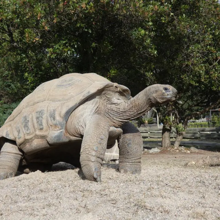 La Tortue Géante des Seychelles