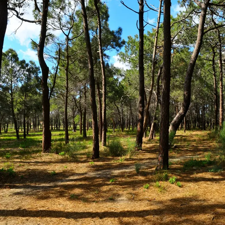 PORT BARCARES PINEDE