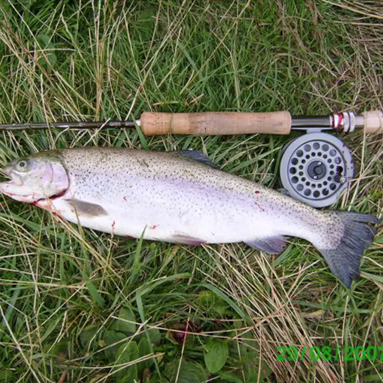 Thierry Couasnon truite_arc_en_ciel