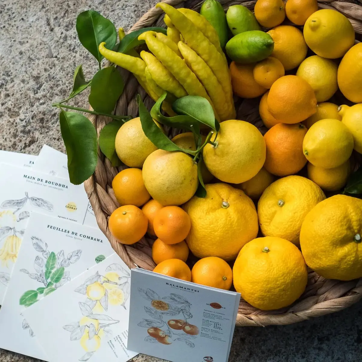 agrumes schaller bachès 4