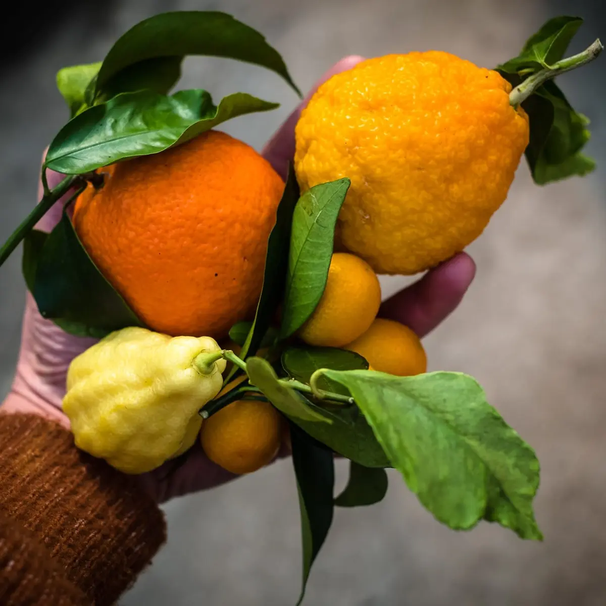 agrumes schaller bachès 1