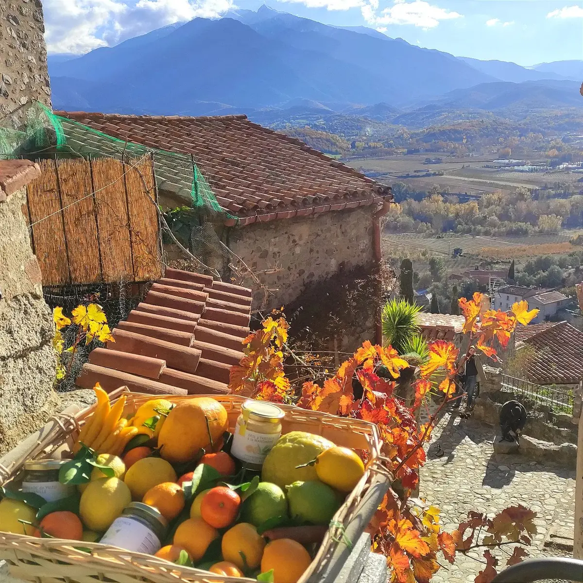 agrumes schaller bachès 3