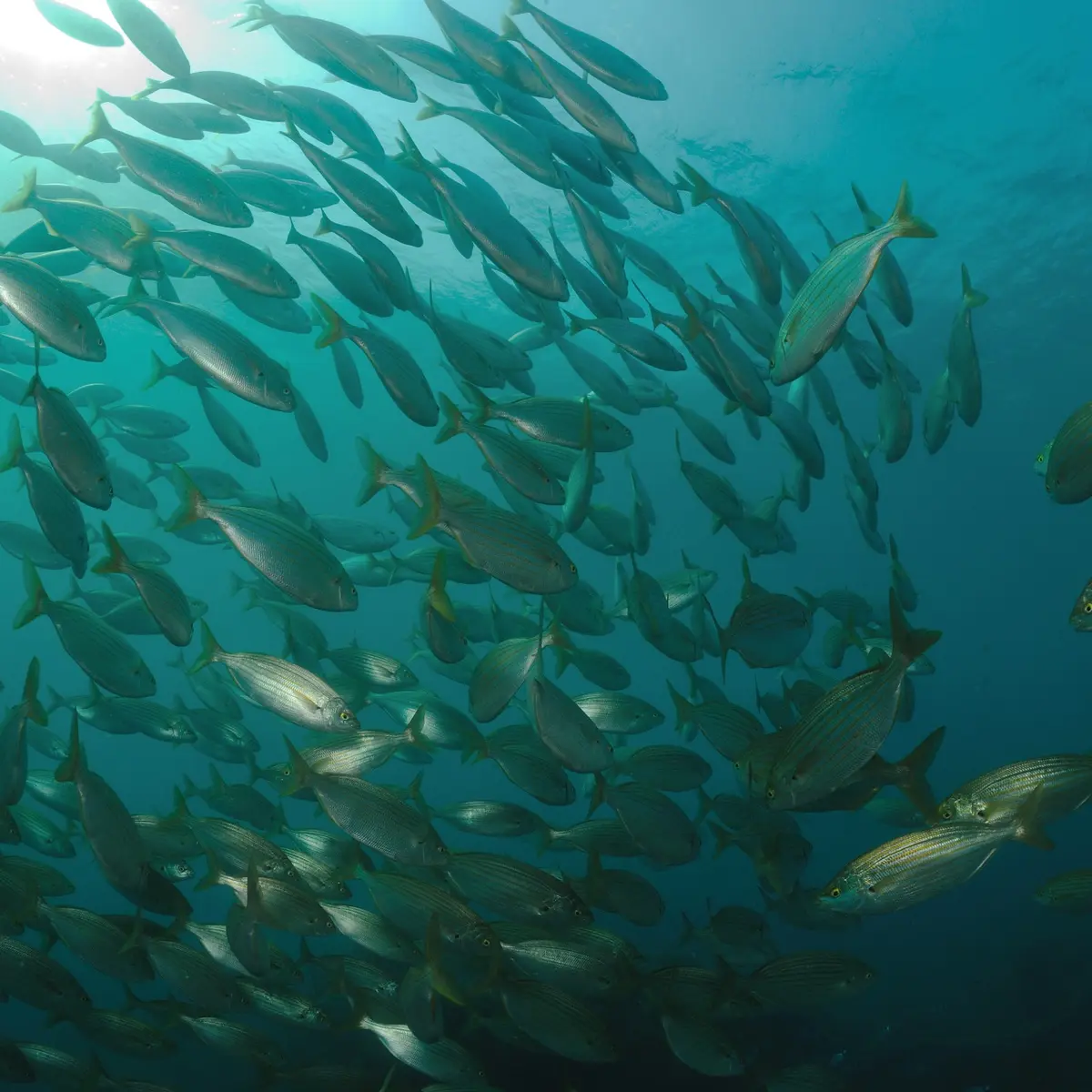 aquaplanet saint cyprien 02 1920px