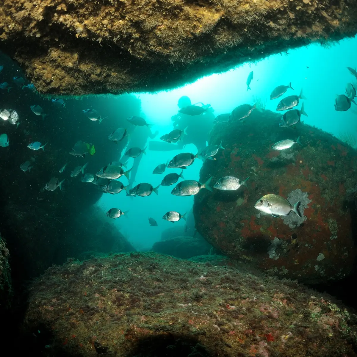 aquaplanet saint cyprien 1920px