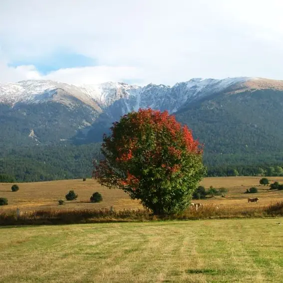 Bouleau (feuilles d’automne) et vue sur le Cambra d'Ase_1