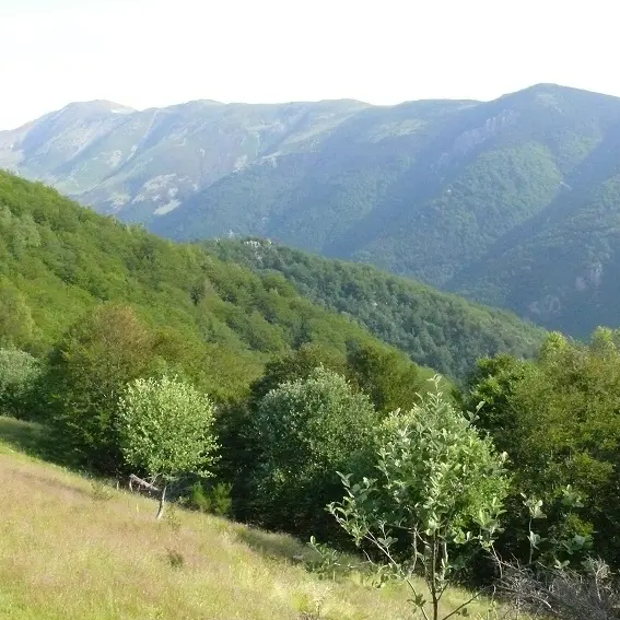 Vue sur la Comalada depuis le Coll d'en Cé_2