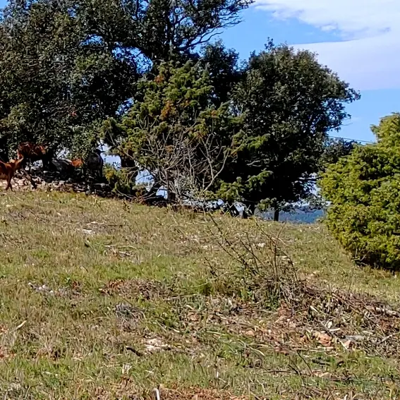 Faune et flore des Aspres_3