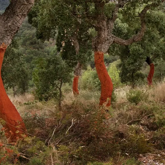 La suberaie de Llauro_1