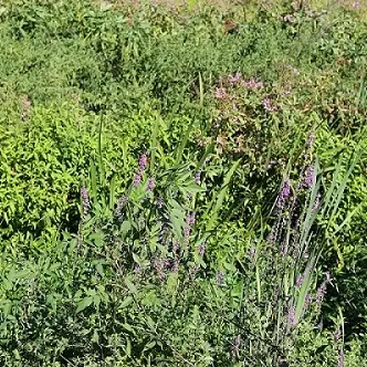 Flore de La Prade de Thuir_3