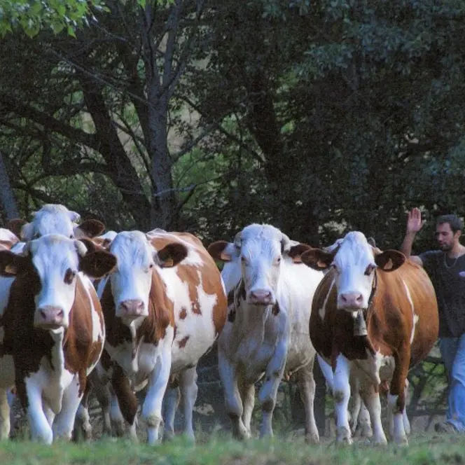 fromagerie cal gilet 1