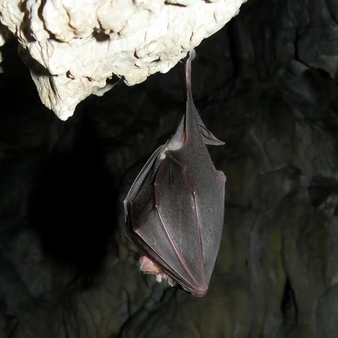 gd_rh_fuilla_le_14.11.08_cg66_c_sentenac chauve souris