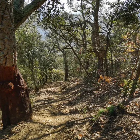 Descente vers le pin parasol_4