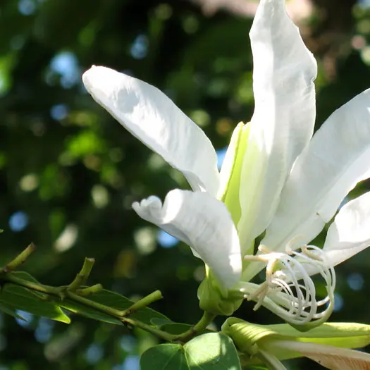 jardin tropique du papillon
