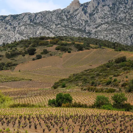 maury_vignes_et_chateau_de_queribus