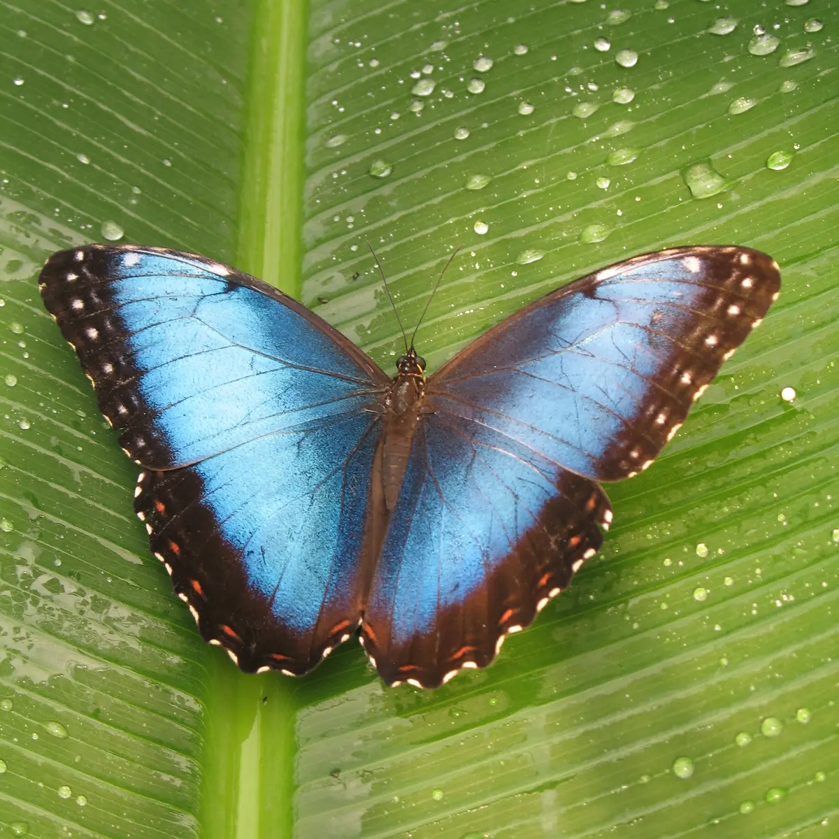 morpho argeles sur mer