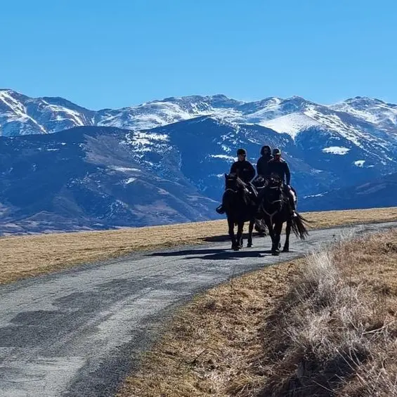 nevada mountain paddock 2