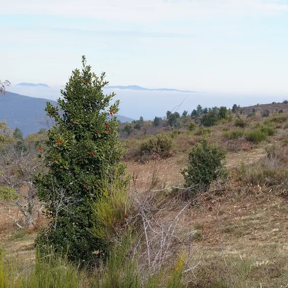 El Roquet, entre La Bastide et Saint Marsal_4