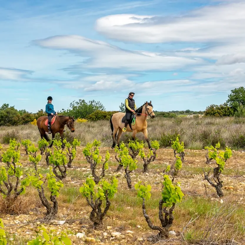 promenade-bord-vigne-equitet-rando-corneilla-la-riviere-web