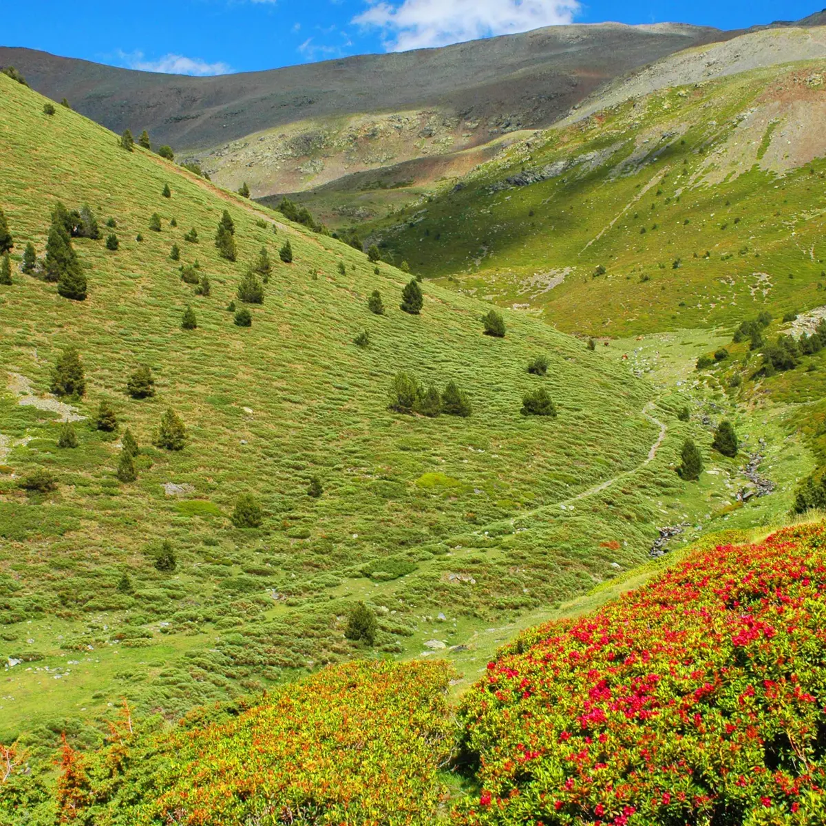 puigmal d'Err F.BERLIC