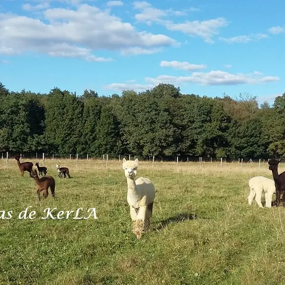 Alpagas au pré