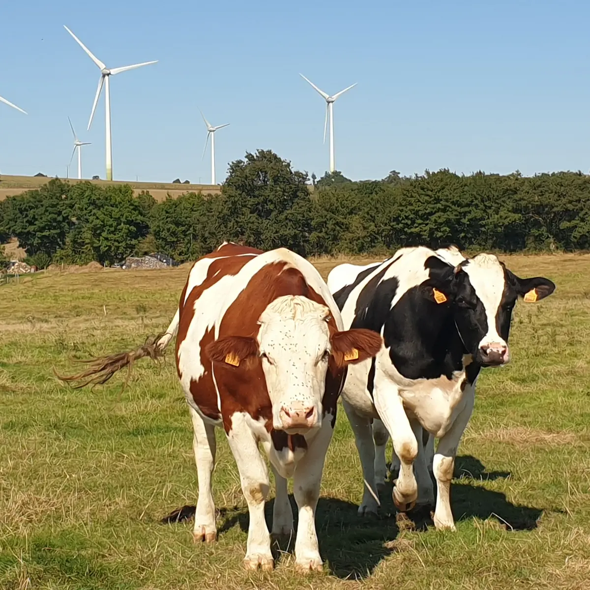 sur le sentier de la chapelle de Bon Secours