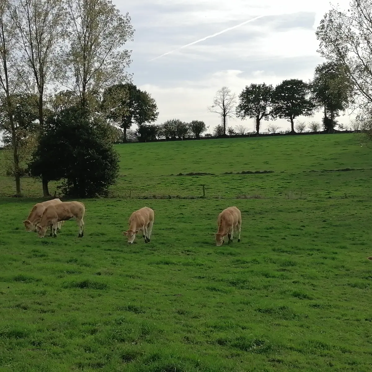 Animaux de la ferme