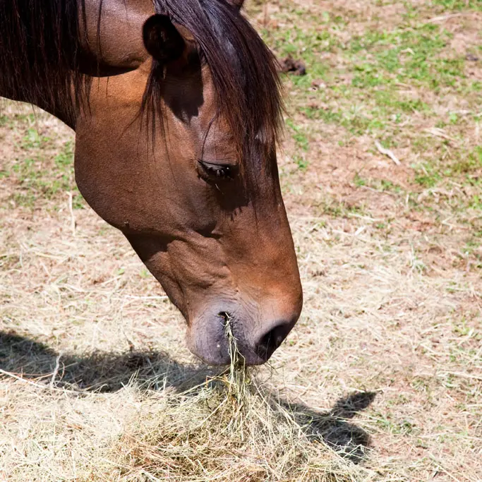 vallee-de-la-sarthe-cheval-ITI-72