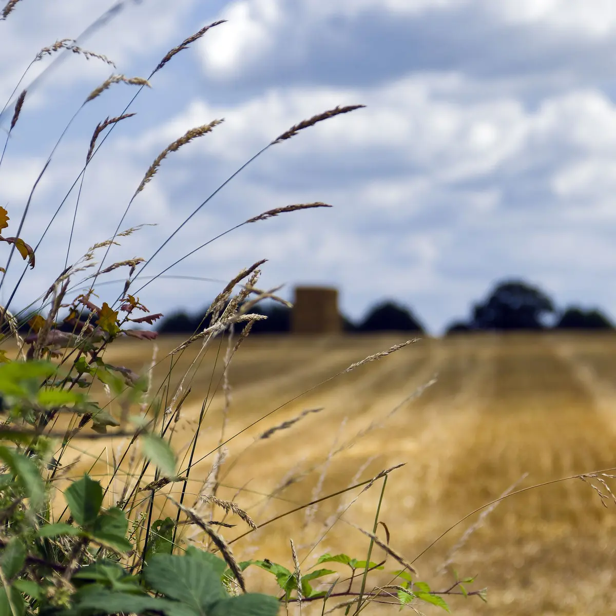 Fougerolles-du-plessis---Bocage-Mayennais-rev-JY-Guyard--2-