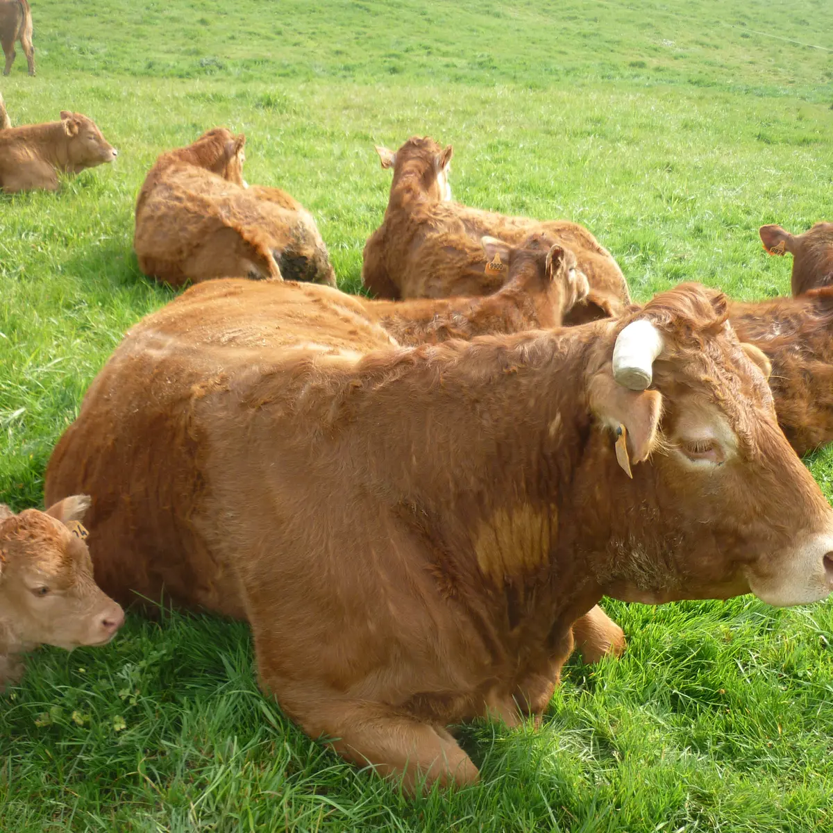 Saint Mars sur Colmont Gaec du Grd Goussant vaches Limousines