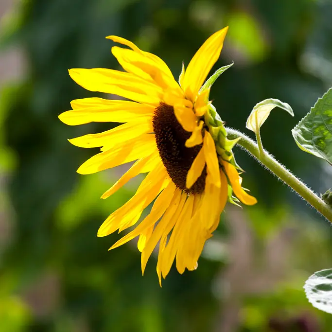 Tournesol-mézeray