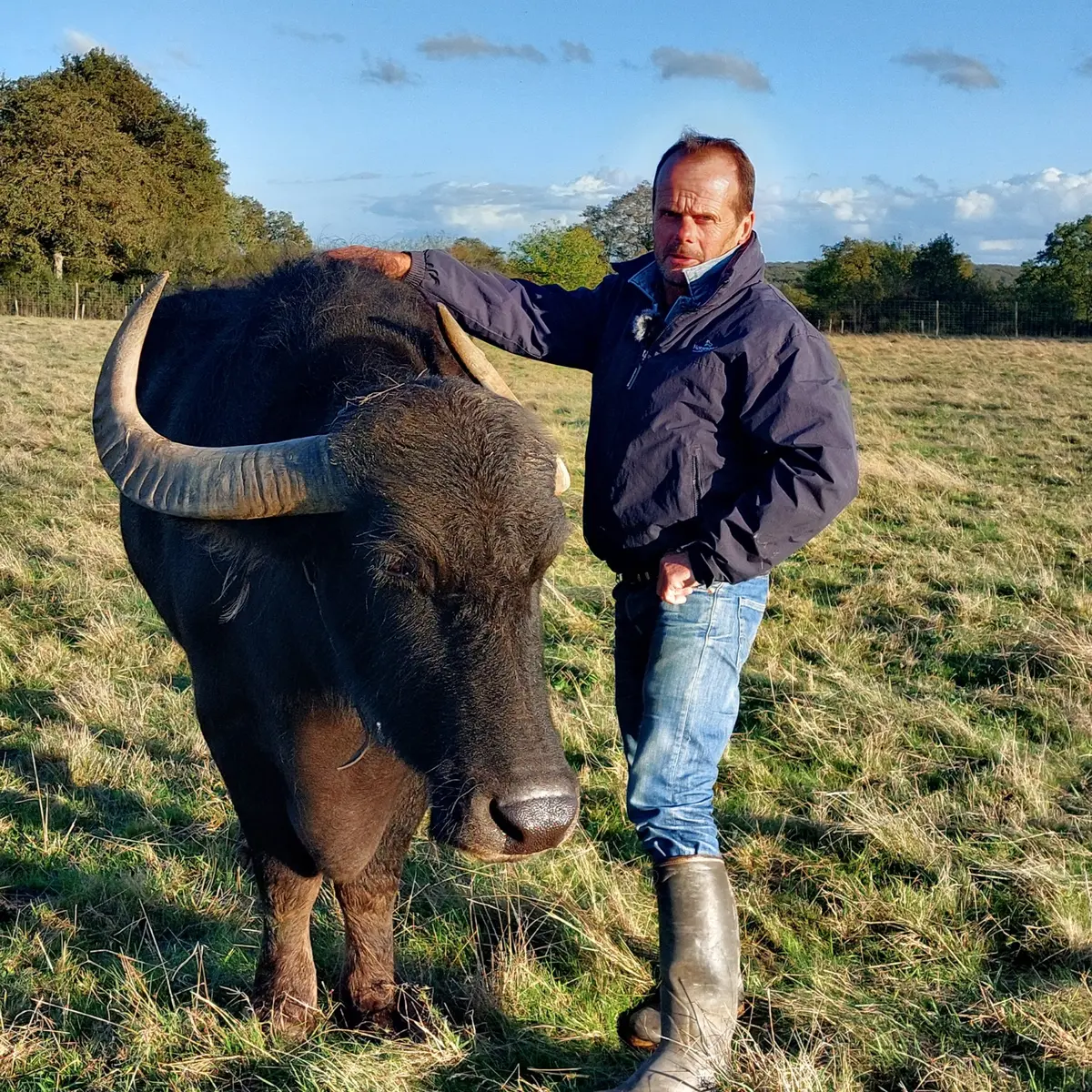 bisons