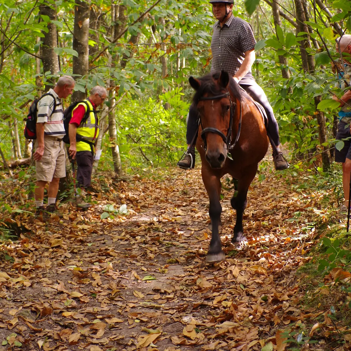 ITI53 - pédestres et cheval