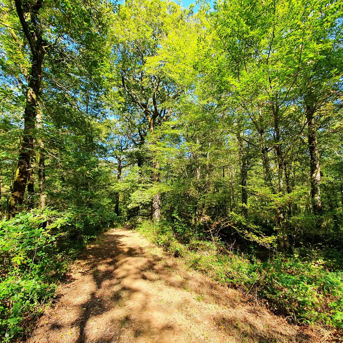 randonnée-la-fontaine-à-l-ermite-l-orbrie-foret-mervent-85200-3