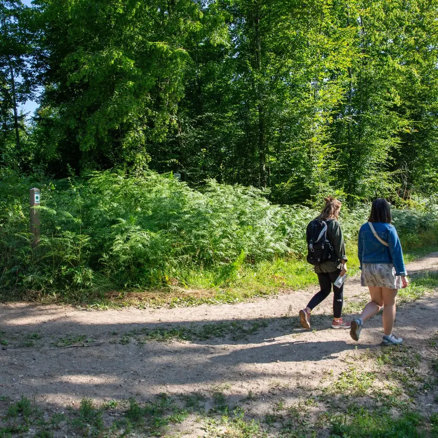La forêt de Lyons