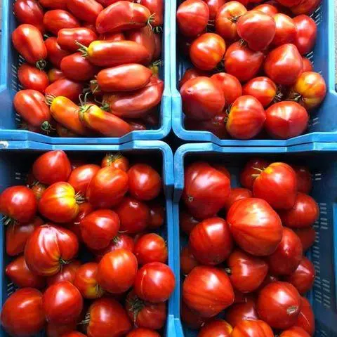 Tomates