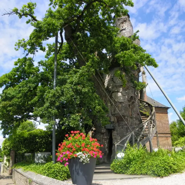 Chêne d'Allouville