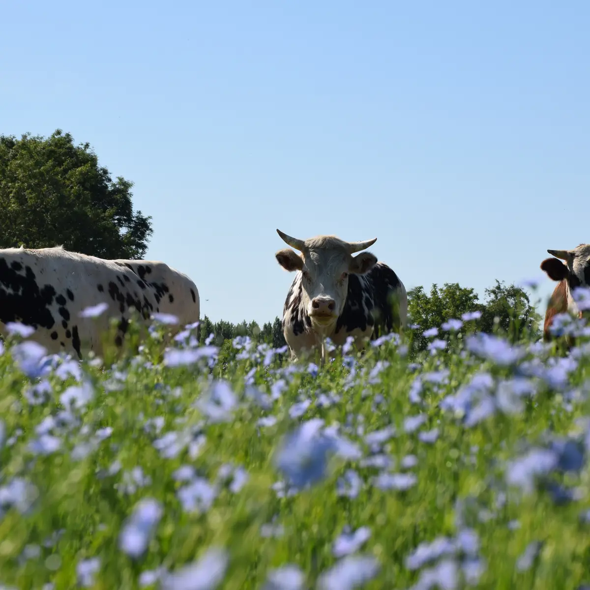 Ptit Clos Normand 1Villequier Rives en Seine Caux Seine Tourisme M. Craquelin